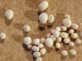 Foraminifera